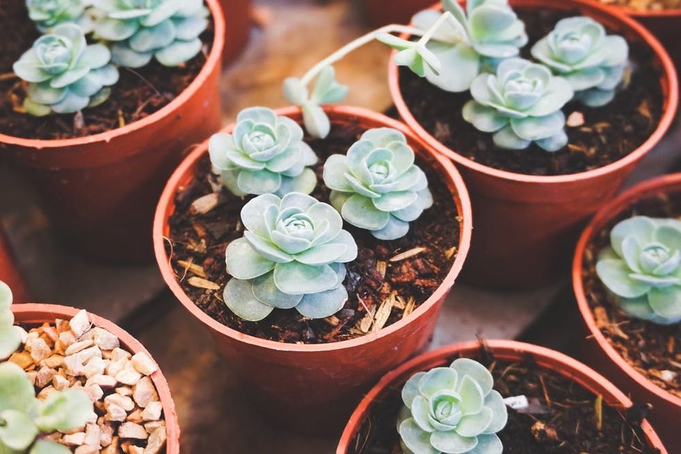 7 Reasons Succulents Are 100 Percent An Essential Purchase For Quarantine Life
