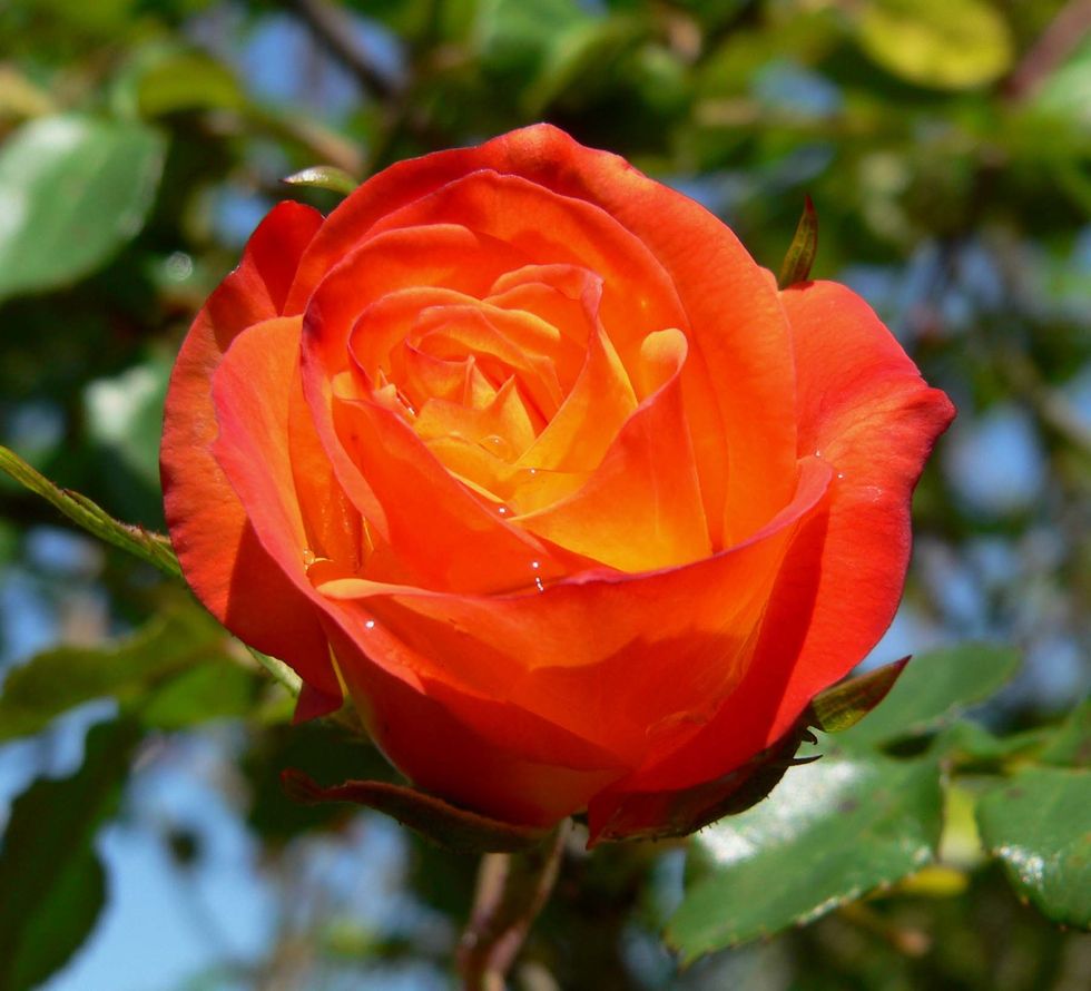 Powers of Triumphancy