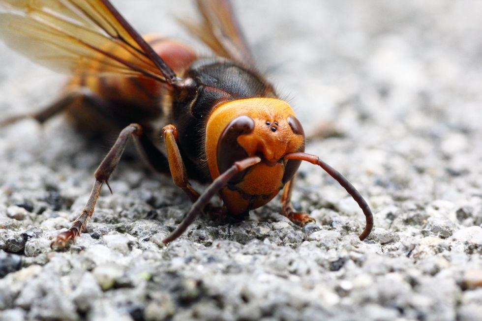 Asian Giant Hornets Might BEE the 2020 Plot Twist You Didn’t See Coming
