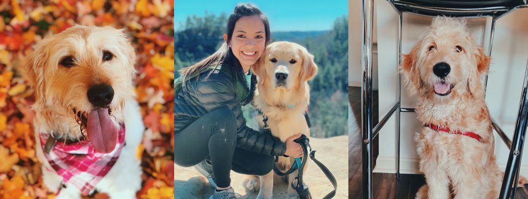 The 3 Most Important Things That Fostering A Service Dog In Training Has Taught Me