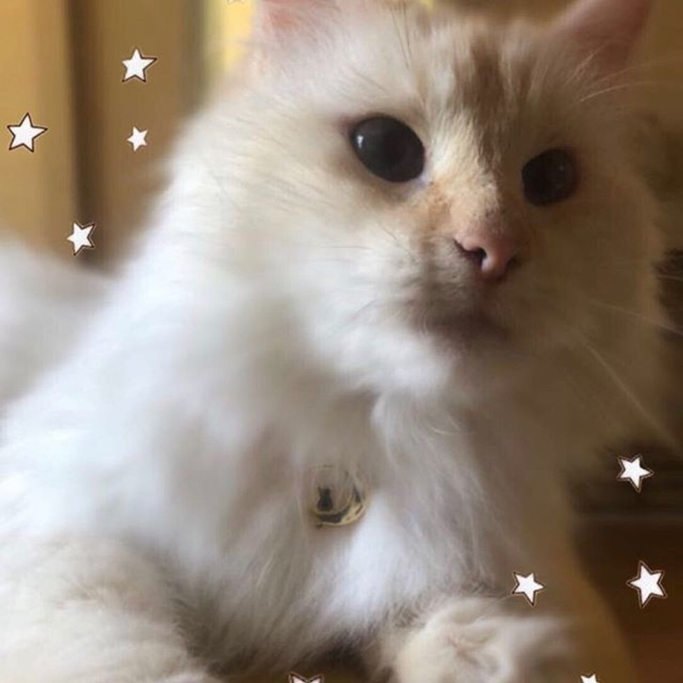 Meet My Ragdoll Cat: Luna Who Lives In Stillwater, Oklahoma