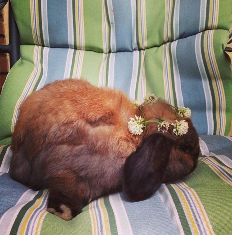 Meet My Bunny: Murray Who Lives In Tulsa