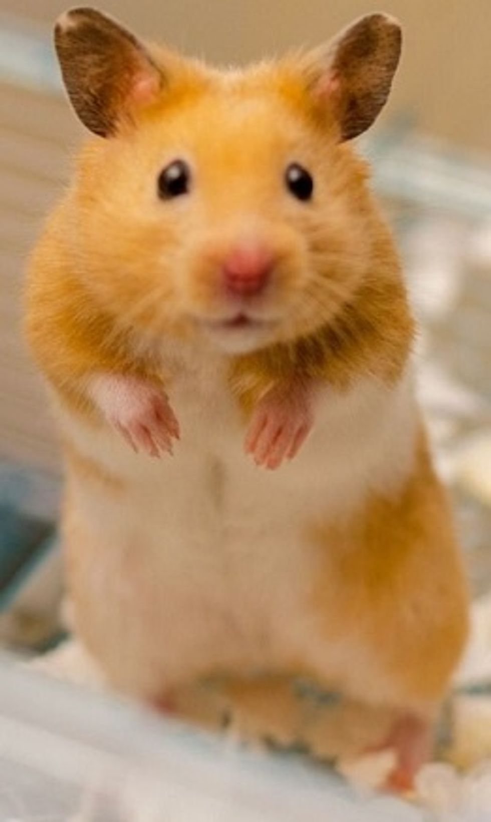 Tips And Tricks To Owning a Hamster