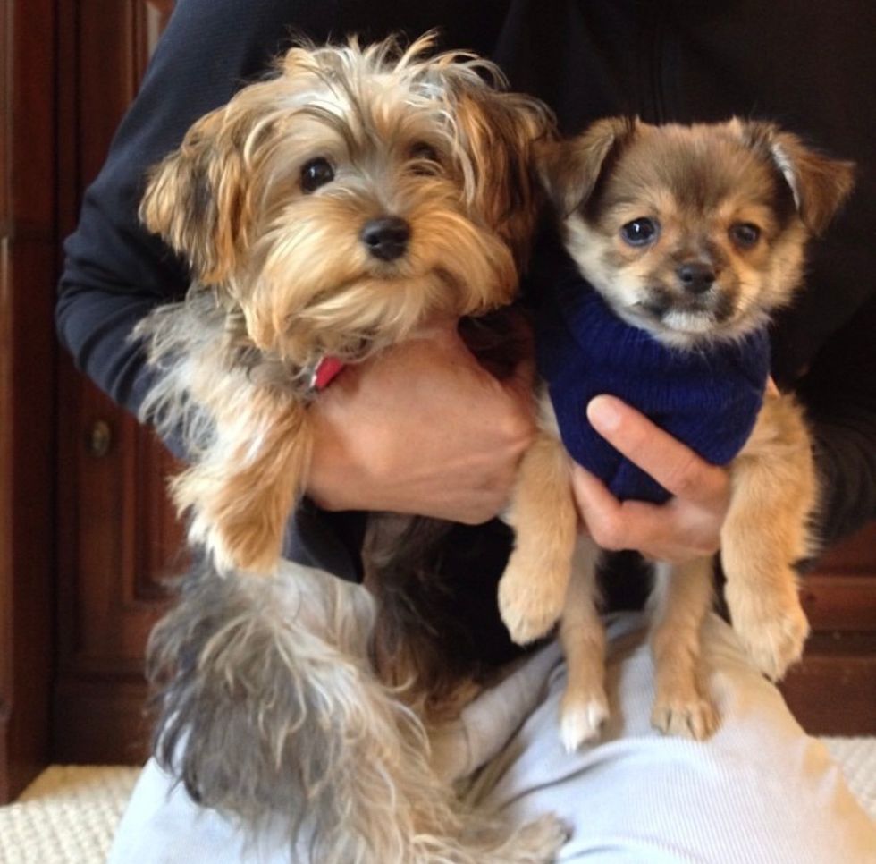 Meet My Dogs, Chloe and Mimi, Who Live In Northern Virginia