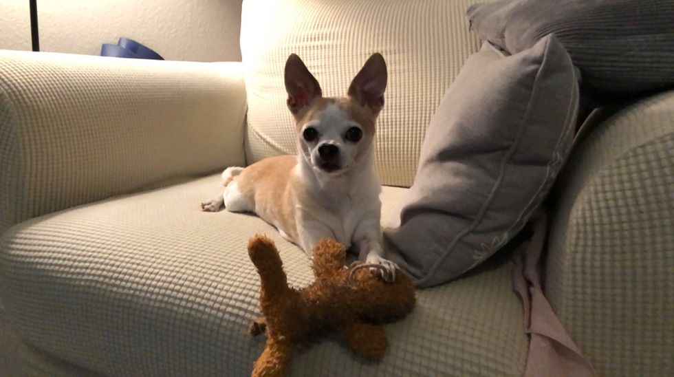 Meet My *Shared* Dog: Chip, A Chihuahua Who Lives in Scottsdale, Arizona
