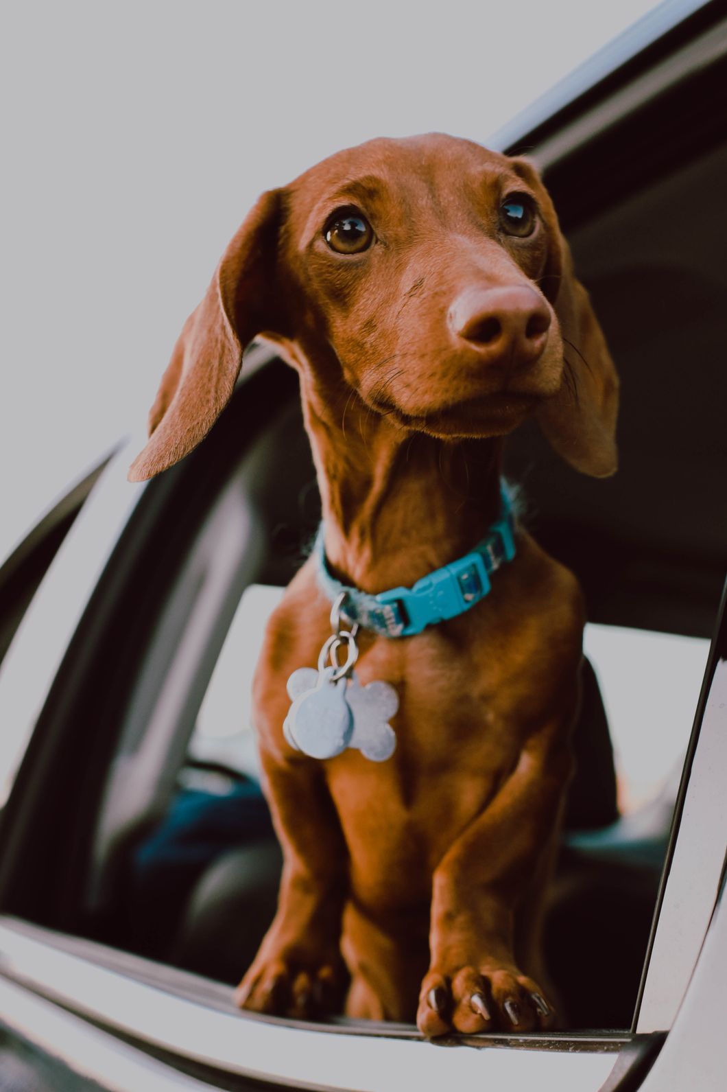 5 Reasons Why Everyone Should Love Dachshunds