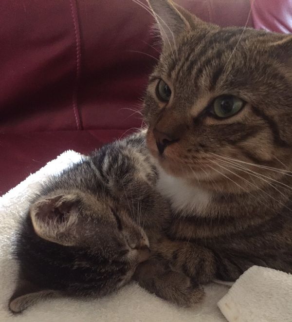 Meet My Cat: Twiger Who Lives In Orlando, Florida