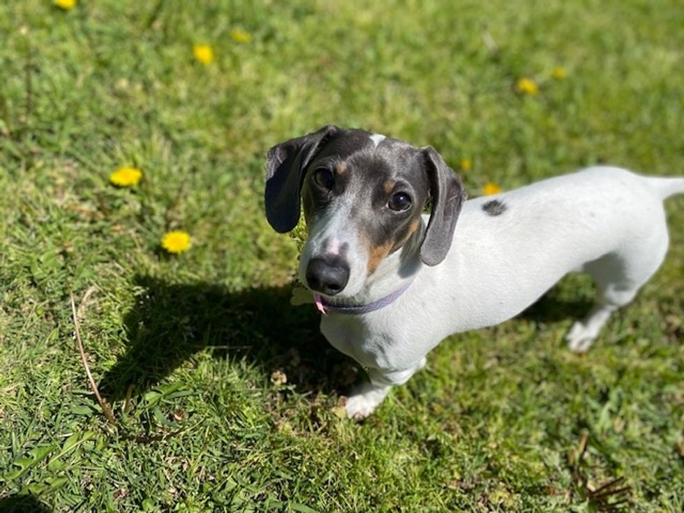 Meet My Dog: Bailey, A Miniature Dachshund Who Lives In Verdigris