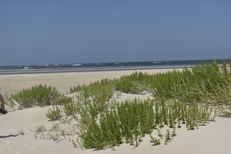 Summer State Of Mind: A Playlist That Will Bring Summer To You