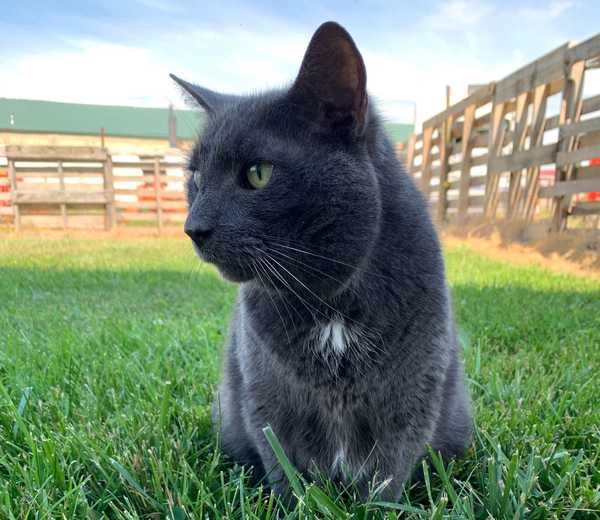 Meet My Cat: Little Dude, Who Lives In Ohio