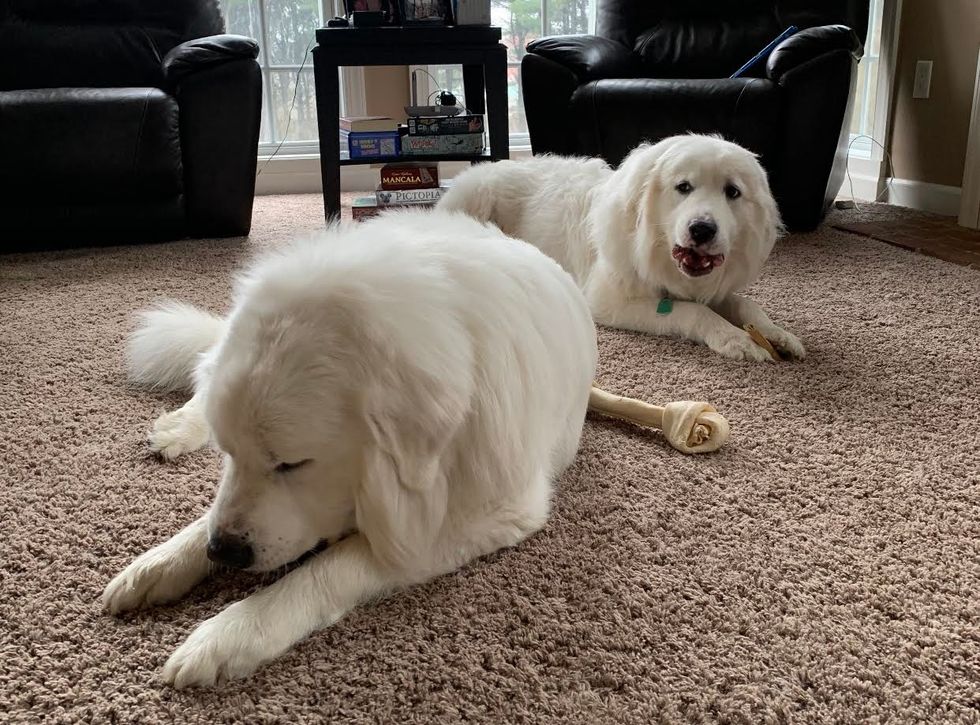 Meet My Dogs: Barley And Hops