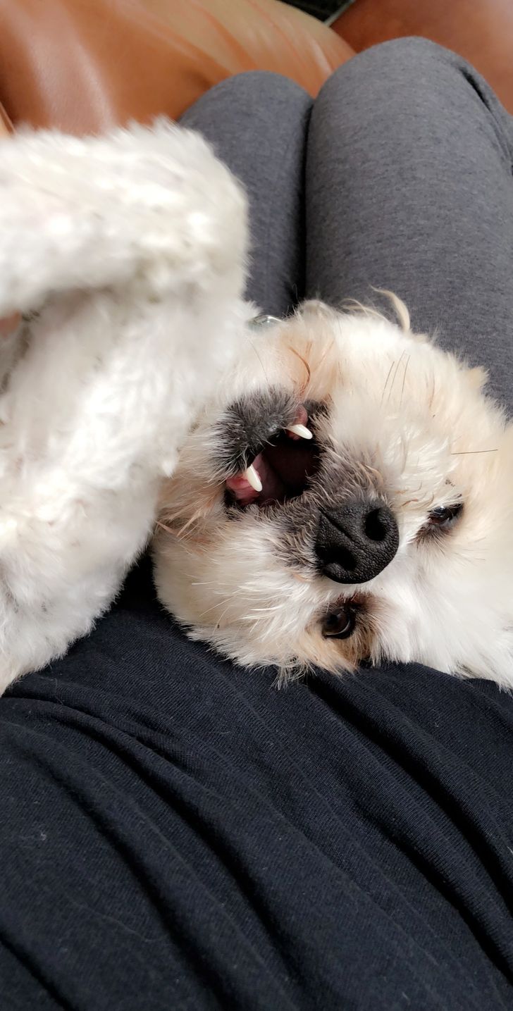 13 Reasons My Dog Has Helped My Mental Health More Than Anyone Else Ever Has