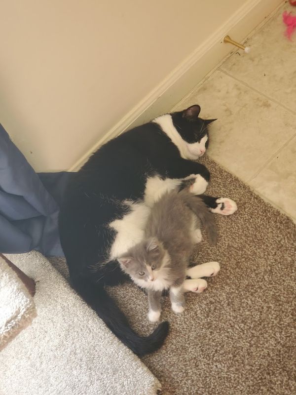 Meet My Cats: Neville & Link, Who Live In Columbus, Ohio