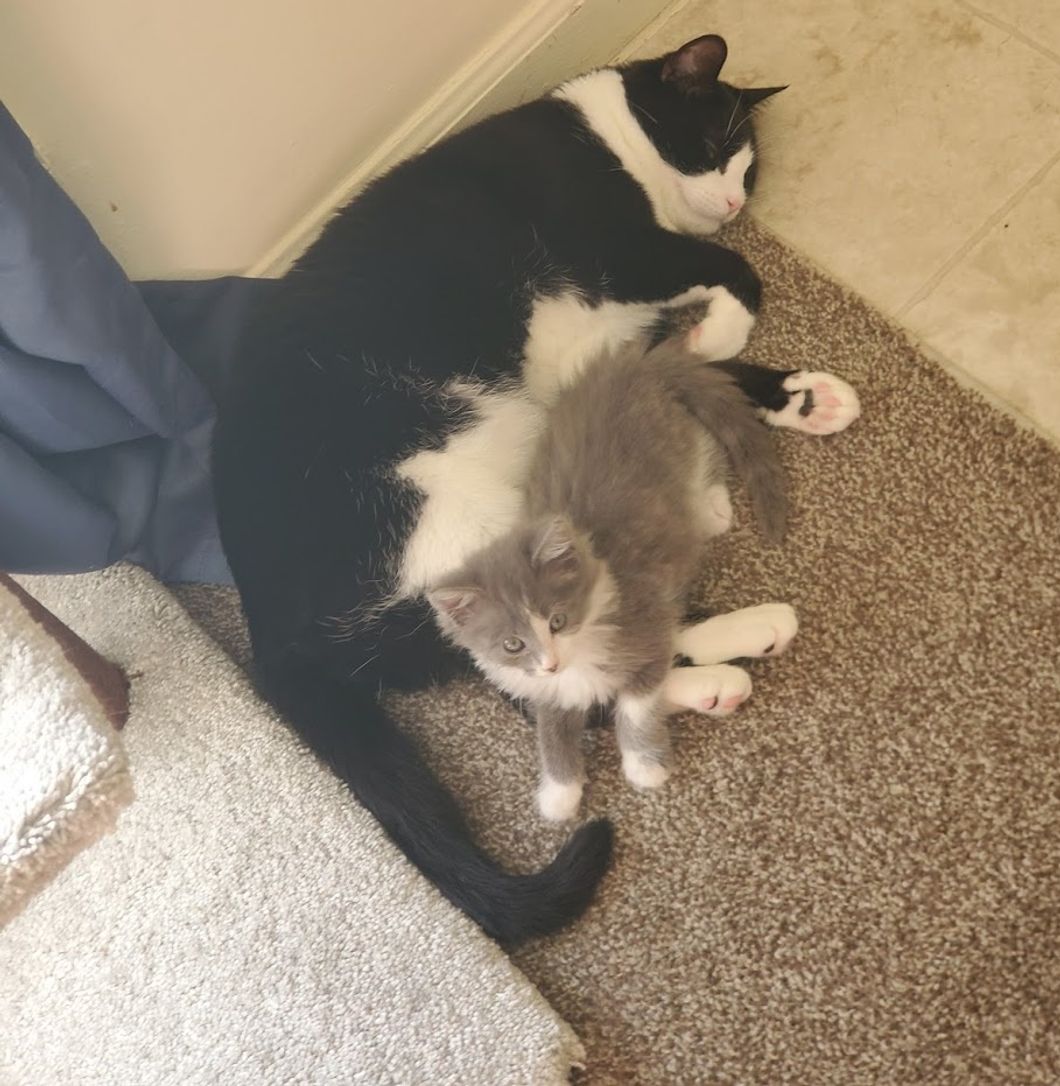 Meet My Cats: Neville & Link, Who Live In Columbus, Ohio