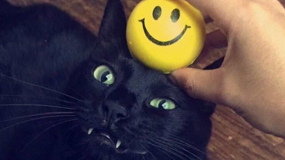 Meet My Cat: Blackstar Who Lives In The Heart Of Texas