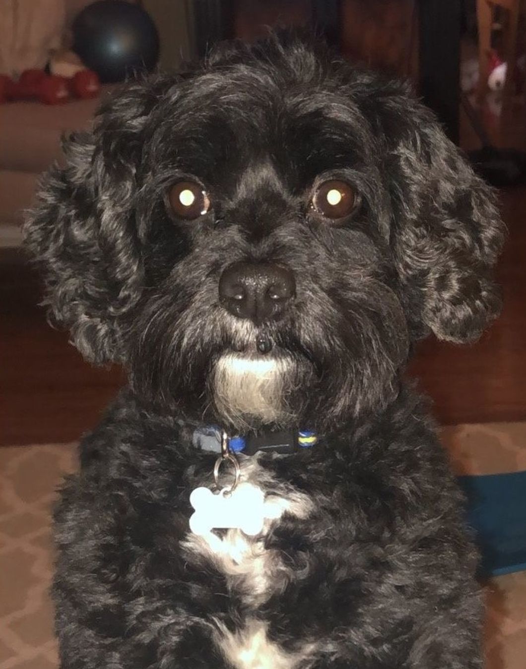 Meet My Dog: Tucker, A Cavapoo Who Lives In Pittsburgh