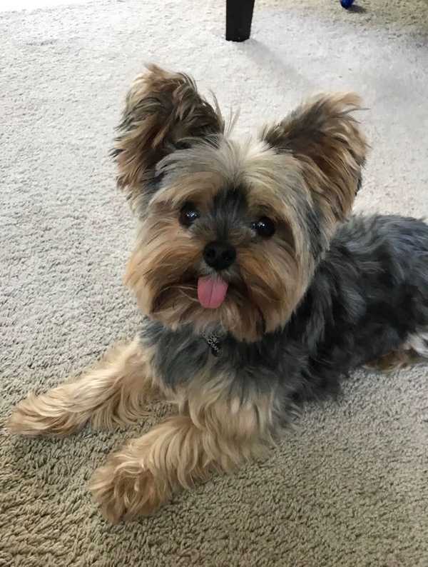 Meet My Yorkie: Toby Who Lives In Indiana