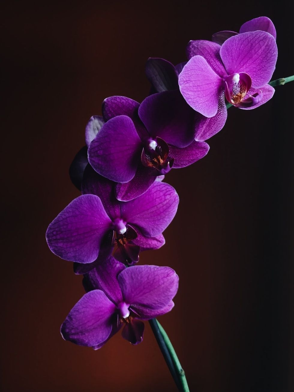 Orchid in Bloom