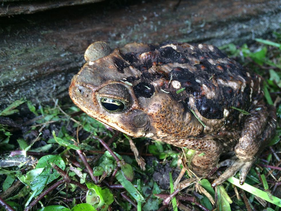 Pet Owners: Beware Of The Cane Toad
