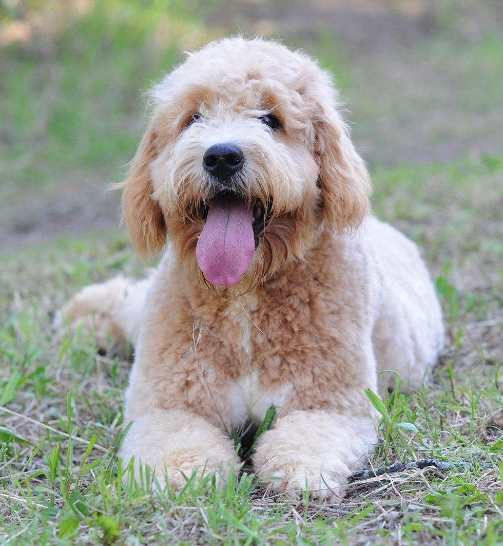 Your Top 7 Goldendoodle questions answered by a reputable breeder