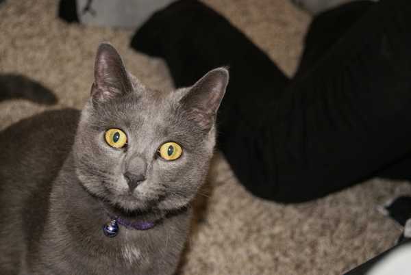 Meet My Cat: Cheshire, The Stray Turned House Cat Who Lives in Michigan