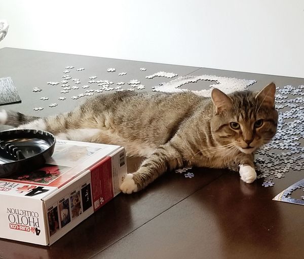 11 Reasons Why Getting A Cat Is The Best Thing You Can Do For Your Mental Health