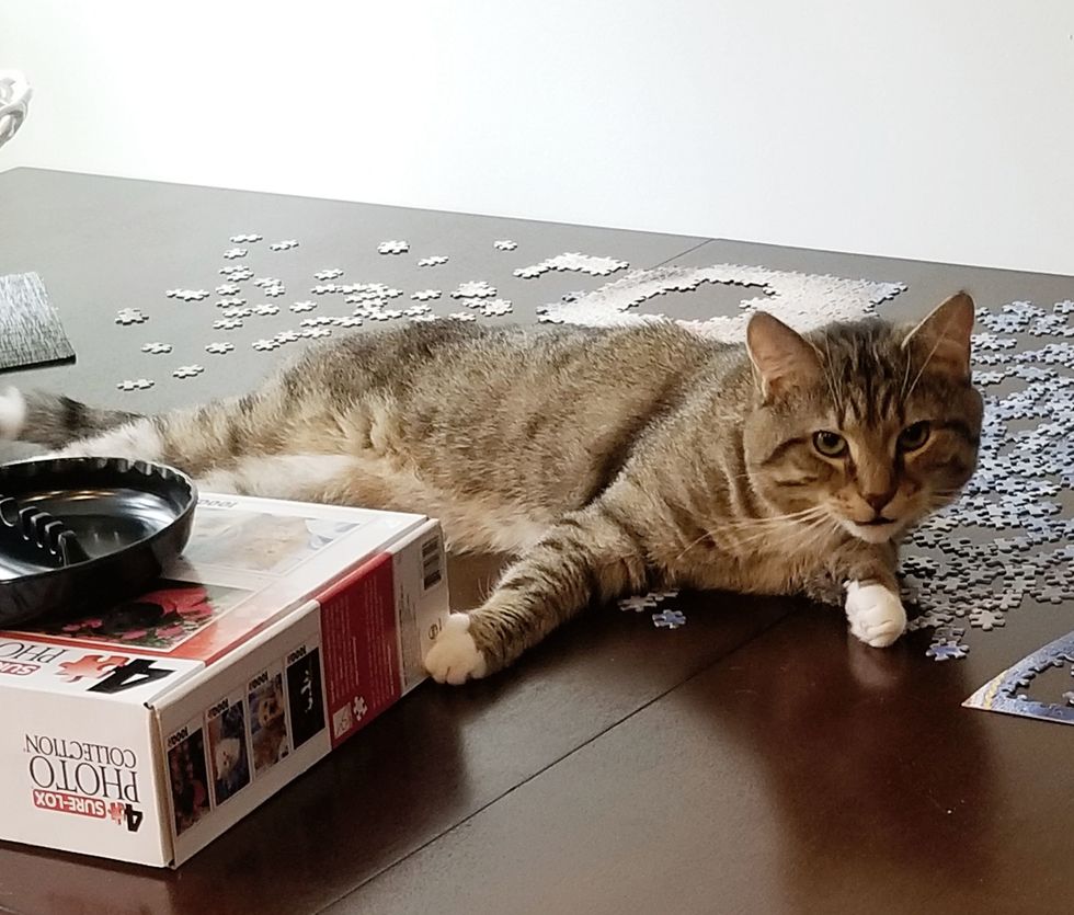 11 Reasons Why Getting A Cat Is The Best Thing You Can Do For Your Mental Health