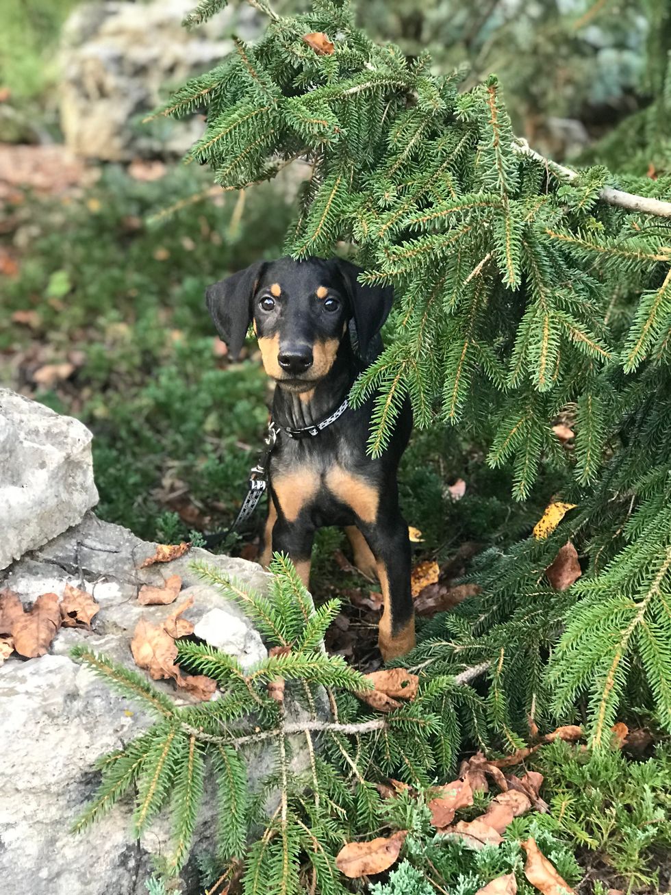 Being a Dog Mom/ Dad in College