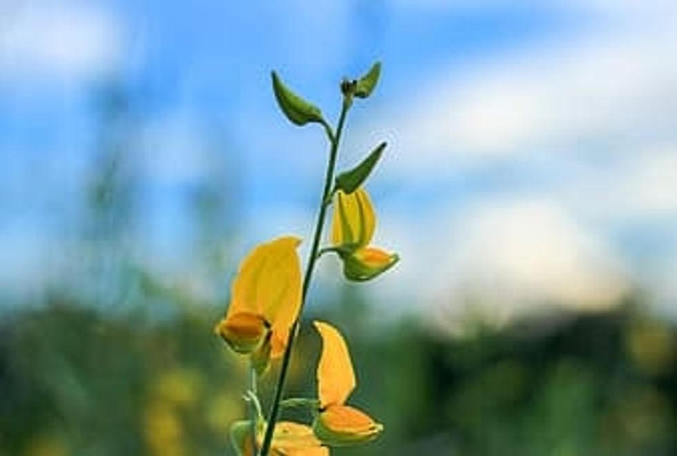 The Weeds of Industrialization