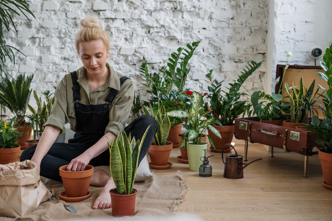 If You're Looking To Bring Peace And Happiness Into Your Life, It's Time To Get A Houseplant