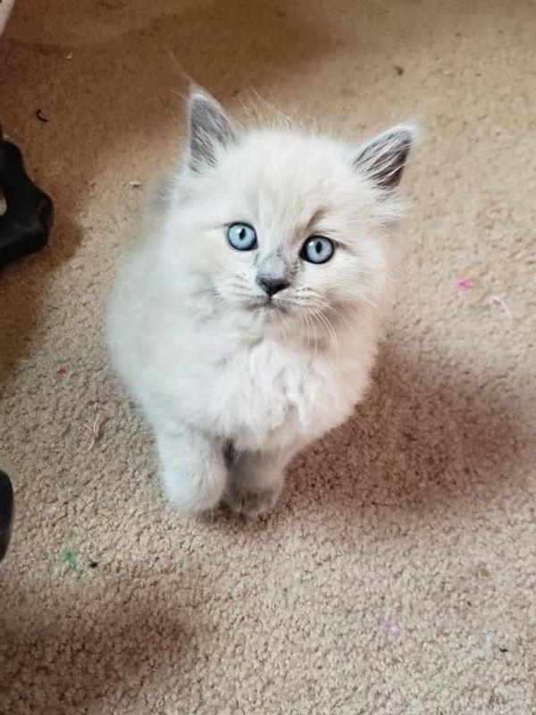 Meet My Cat Simon, Who Lives In Philly's Countryside