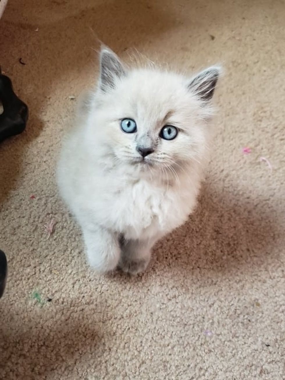 Meet My Cat Simon, Who Lives In Philly's Countryside