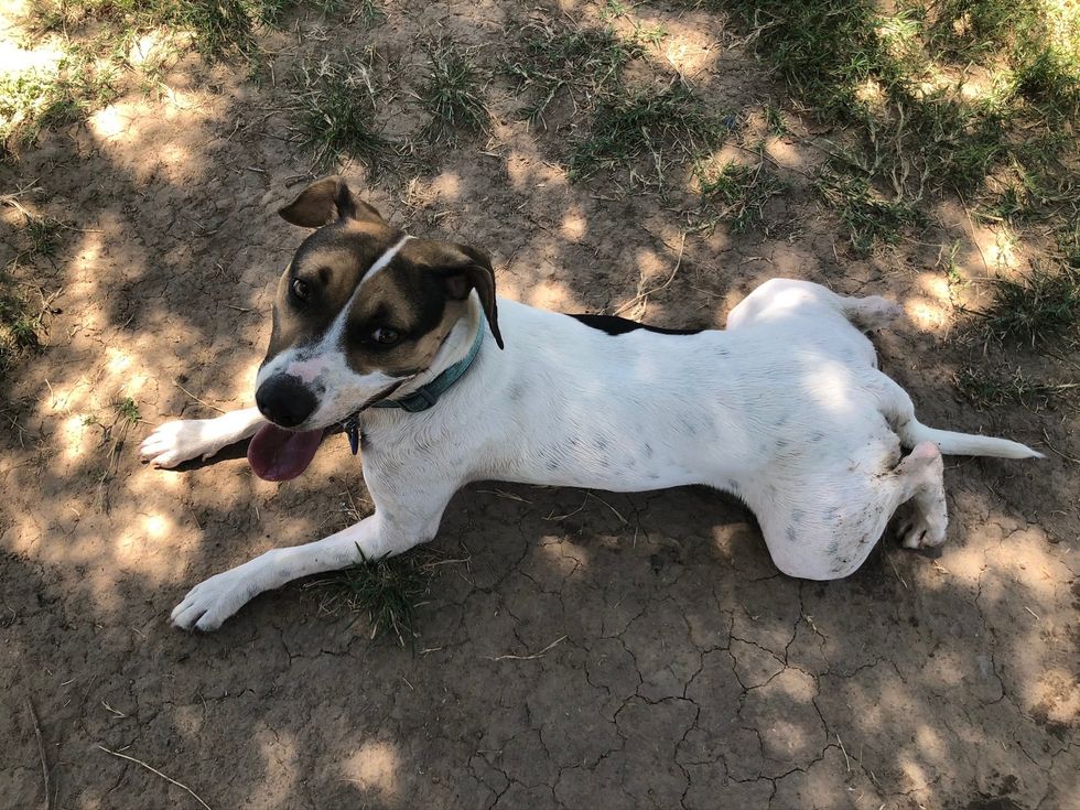 My Dog, Libby, Has Taught Me A Lot About Hearing God's Voice