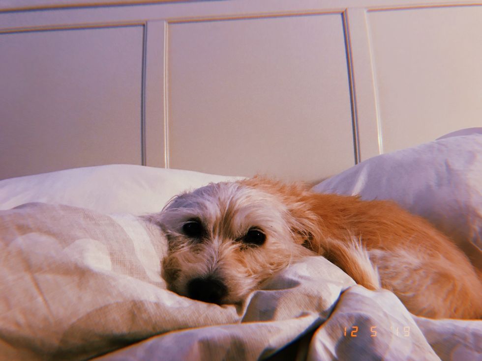 Meet My Dog: Lori, A Terrier-Cocker Spaniel Mix