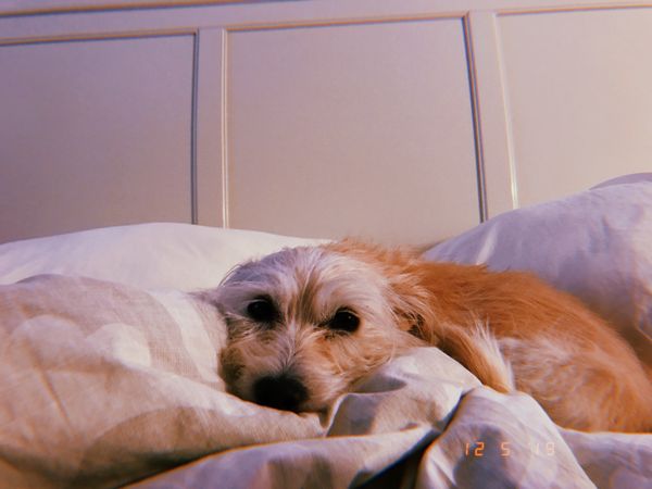 Meet My Dog: Lori, A Terrier-Cocker Spaniel Mix