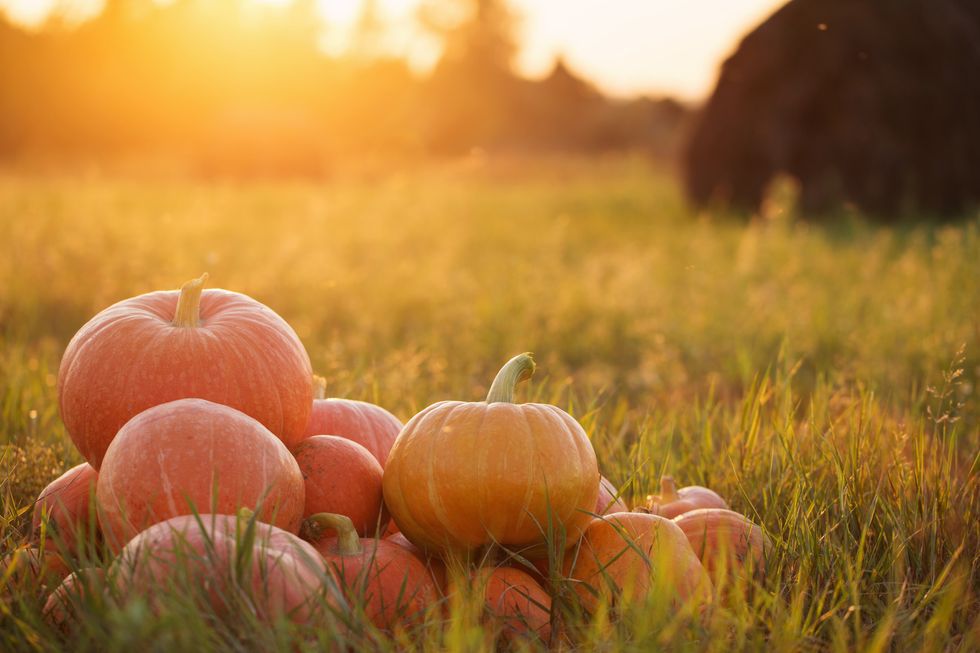 8 Fun Fall Treat Yourself Tidbits