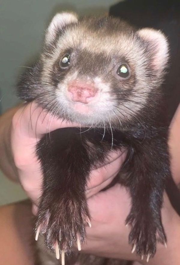 Meet My Ferret: Toby, Who Lives In Florida