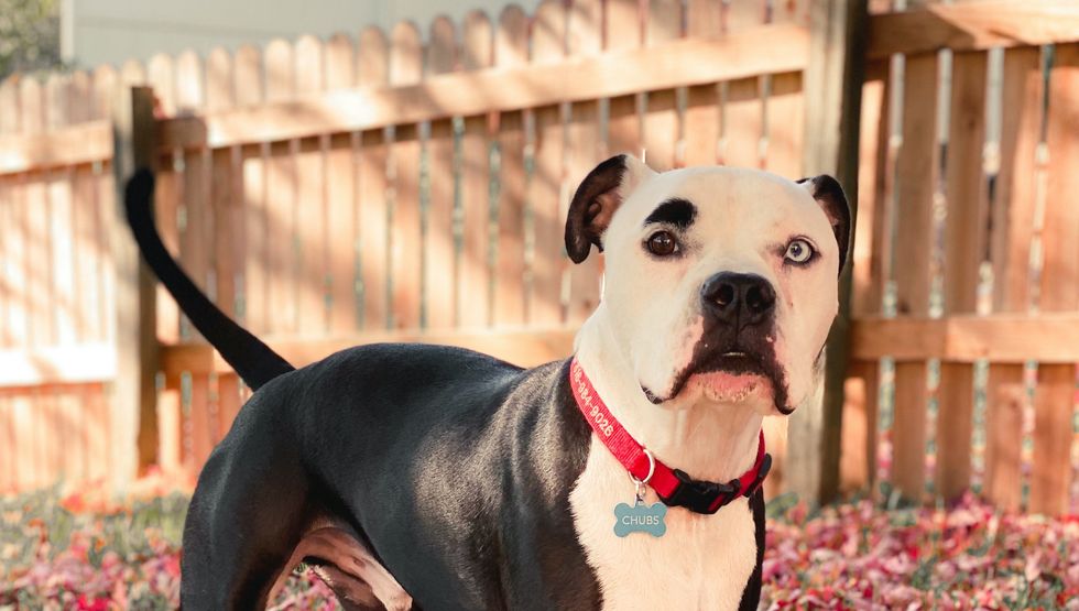 My Pitt Is Beautiful No Matter What Society Says