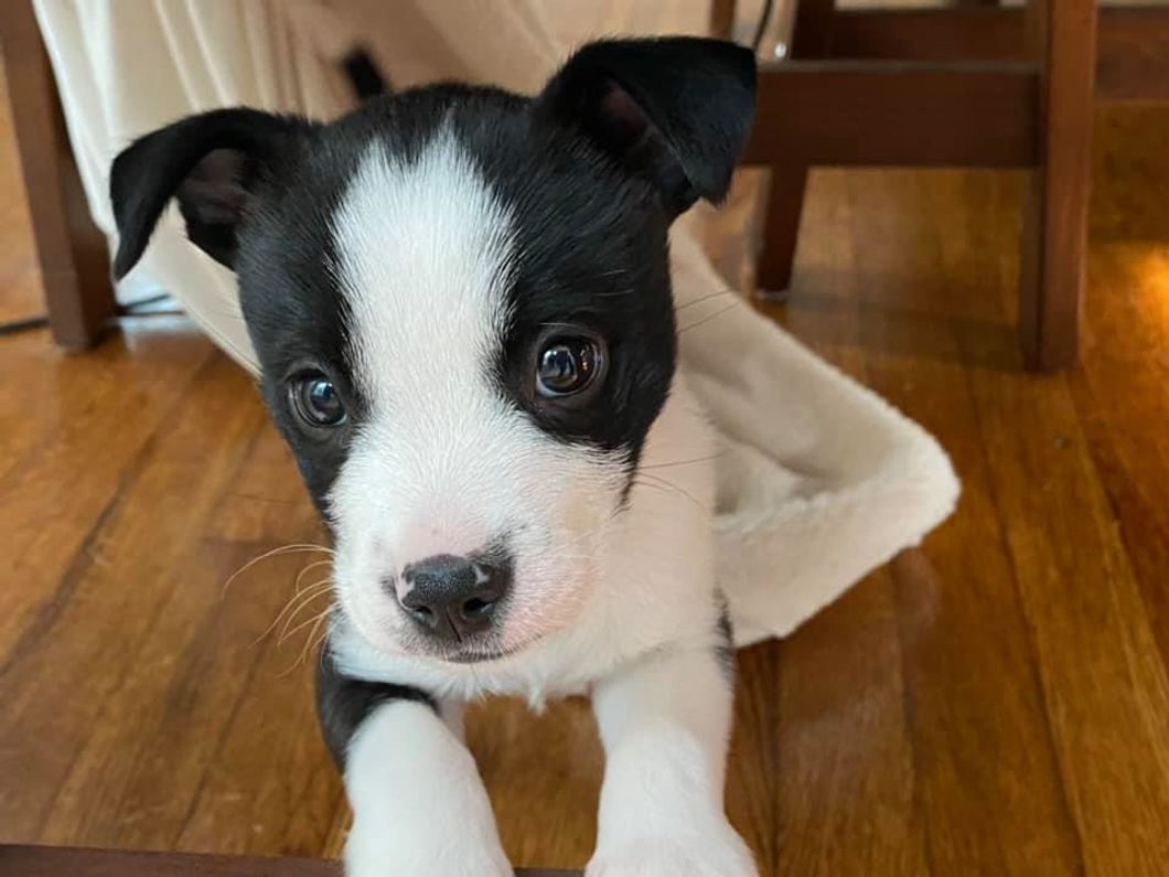 My Greatest Form Of Self-Care: Owning A Dog