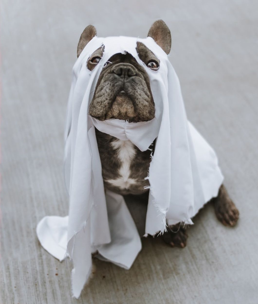 15 Halloween Costumes For Your Pup That Are Too Cute To Spook