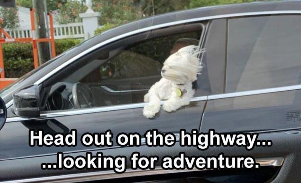 adventure dog