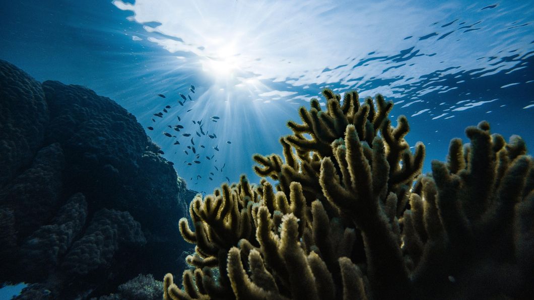 Biodegradable Sunscreen Can Protect Our Marine Life