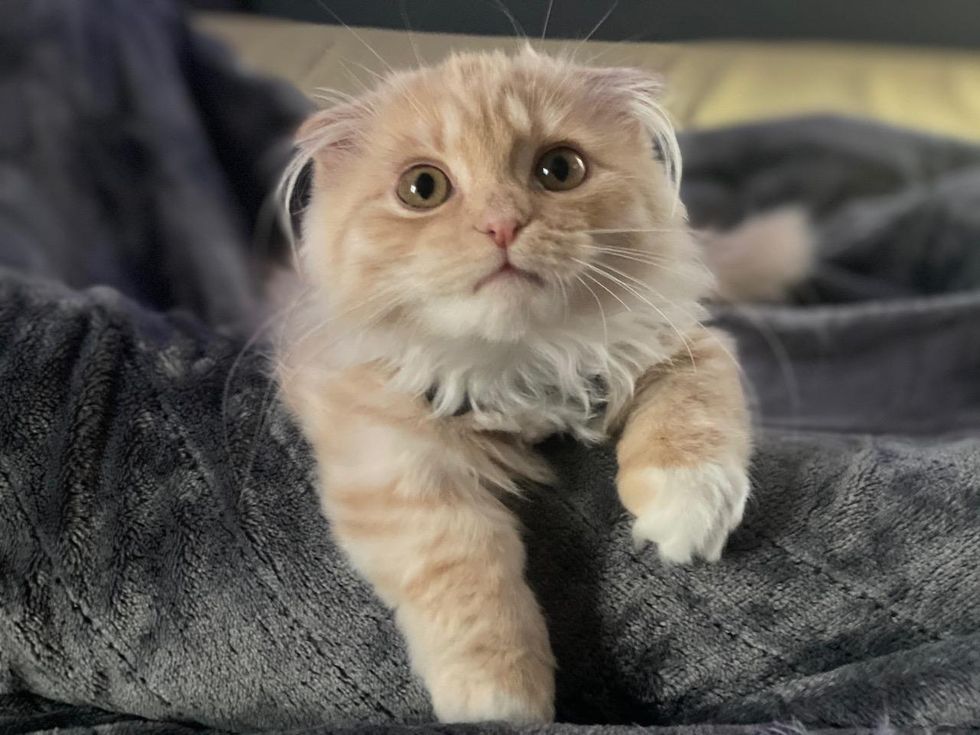 I Adopted An Emotional Support Animal, And It's The Best Decision I've Ever Made For My Mental Health