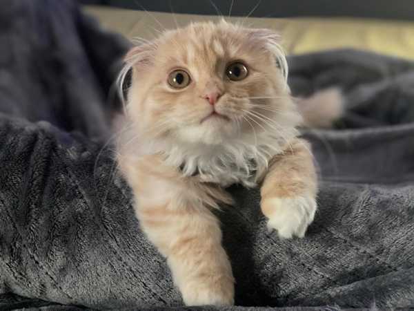 I Adopted An Emotional Support Animal, And It's The Best Decision I've Ever Made For My Mental Health