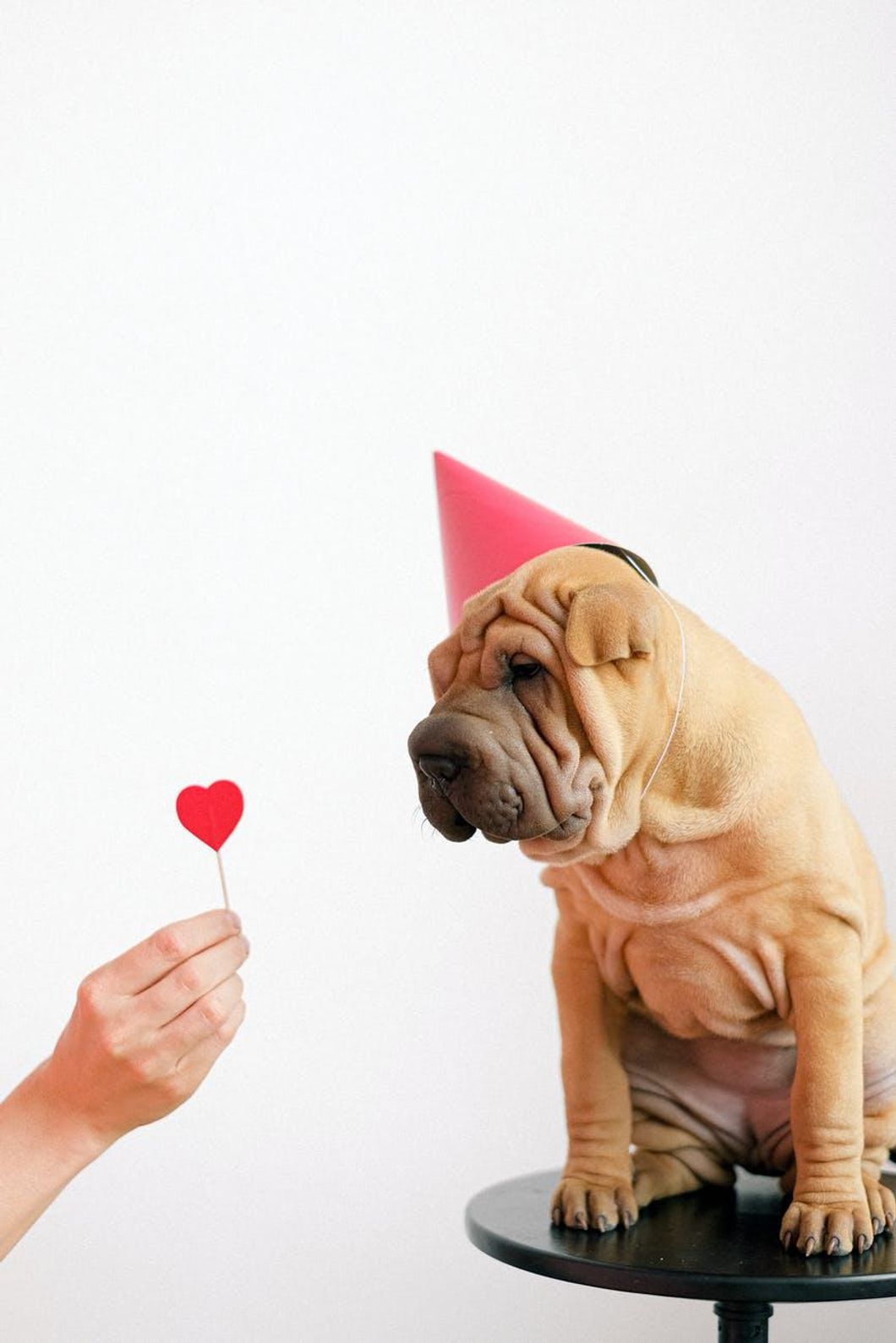 5 Valentine's Day Gifts For Your Dog, Because They Deserve It
