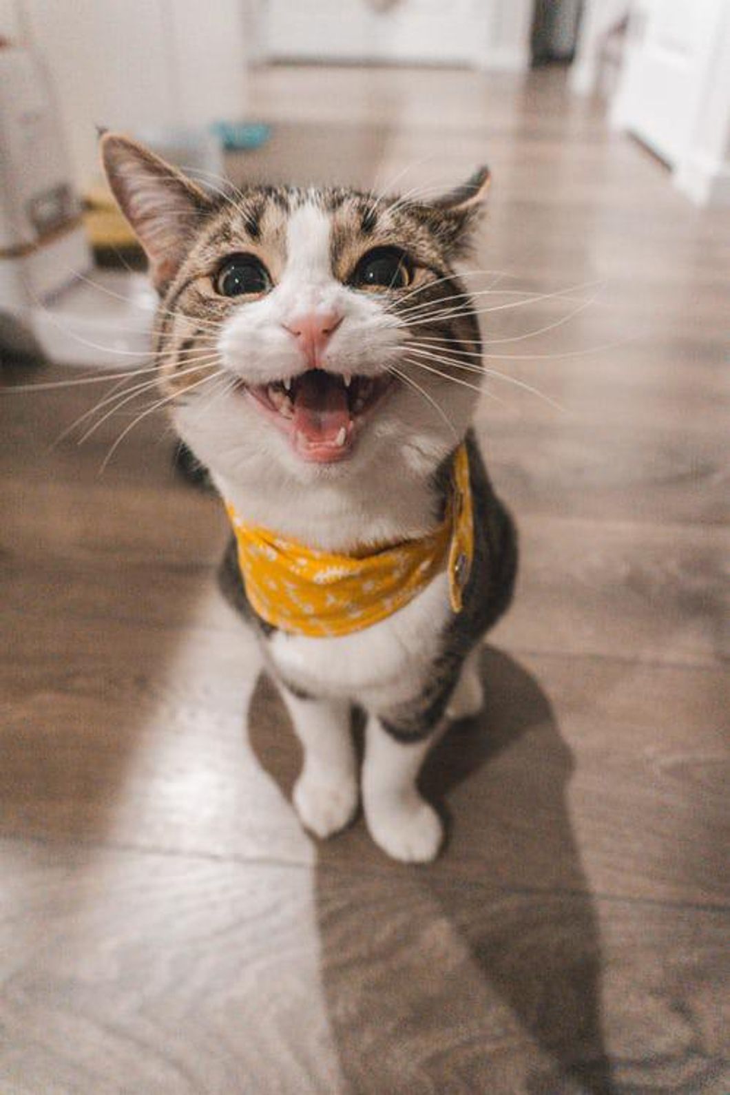 12 'Purrfect' Things Cats Do That Make Us Love Them So Much