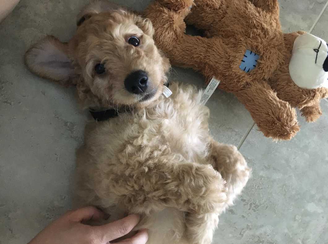 Meet My Dog: Nio, Who Lives In Estero, Florida