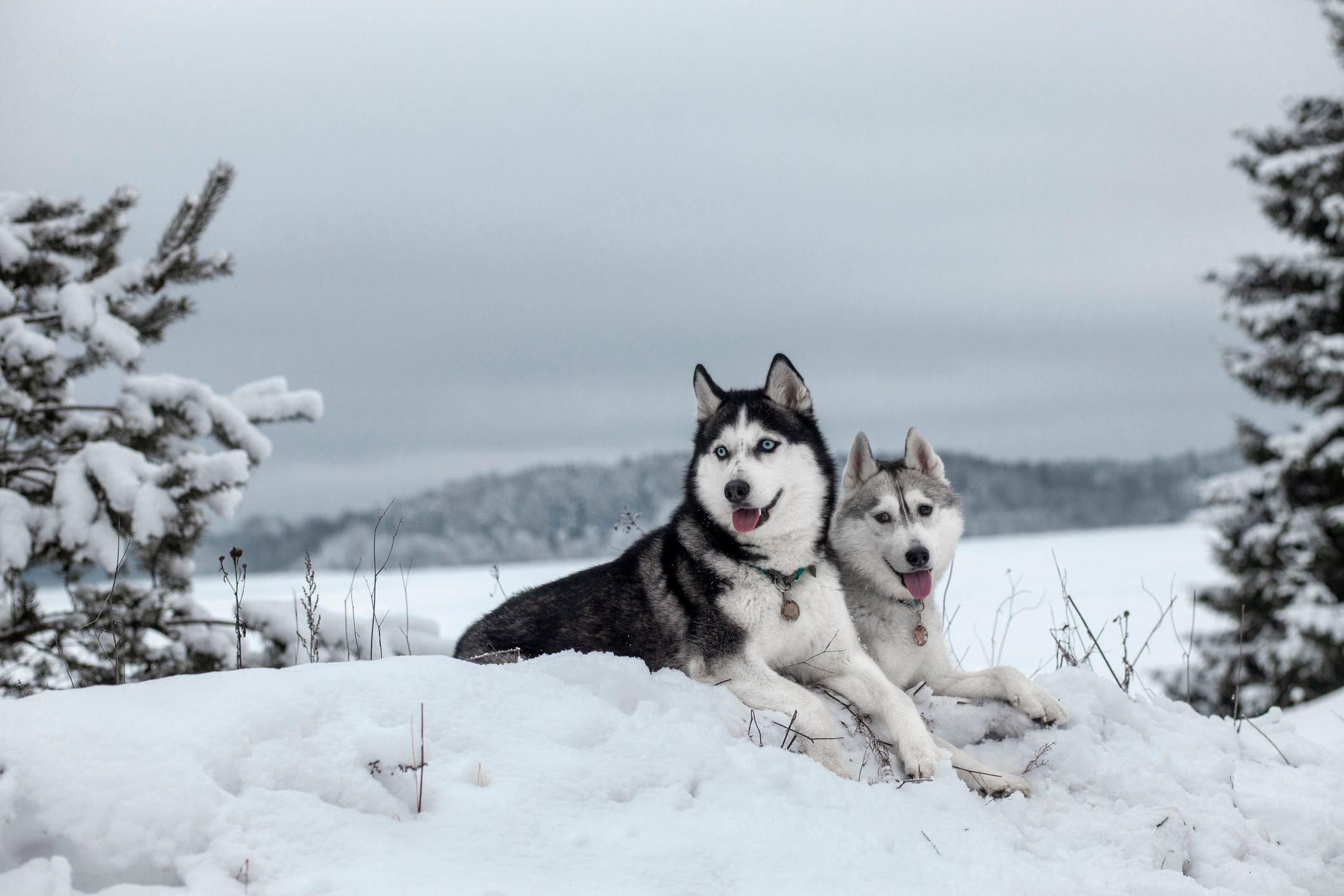 6 Reasons Why the Siberian Husky Is The Ideal Family Pet