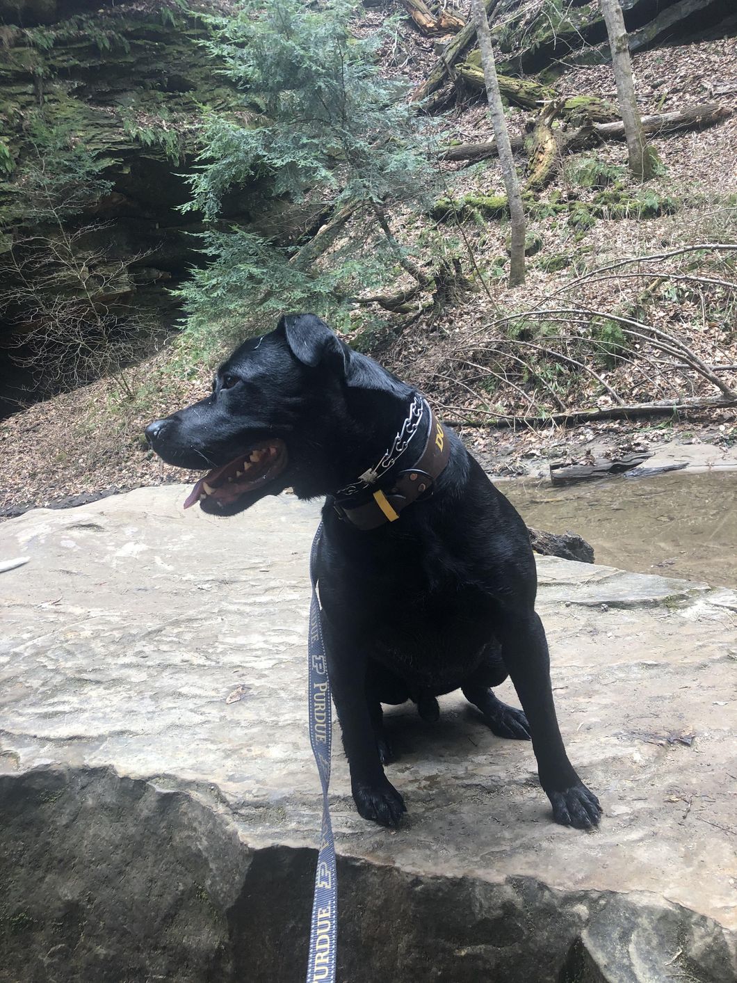 7 Things To Look Into Before Adopting A Dog