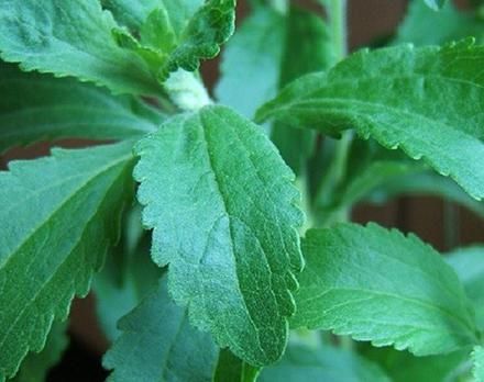 How to Estimate How Much Fiber We Eat in a Day